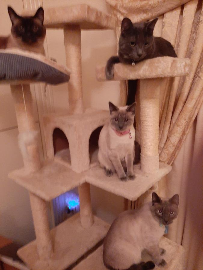 Catmosphere 2 لاس فيغاس المظهر الخارجي الصورة