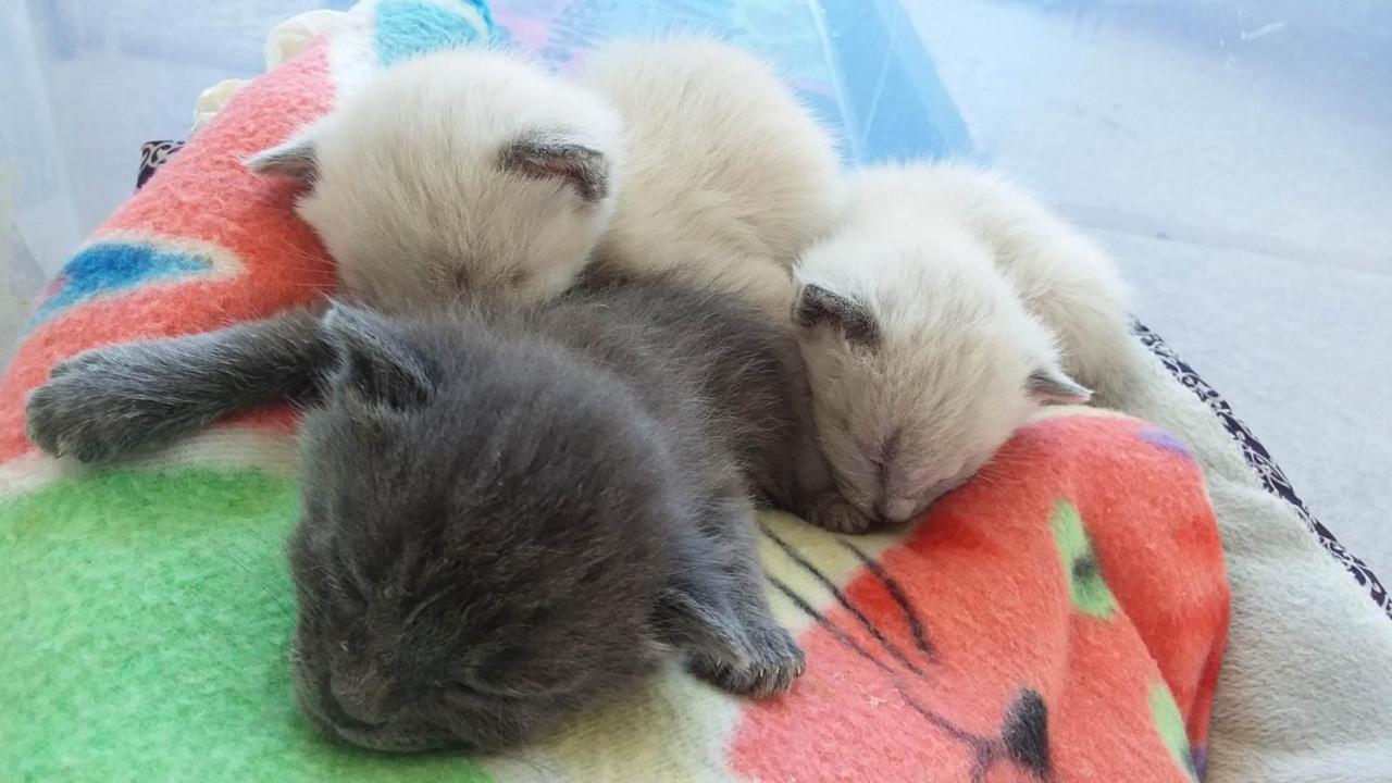 Catmosphere 2 لاس فيغاس المظهر الخارجي الصورة